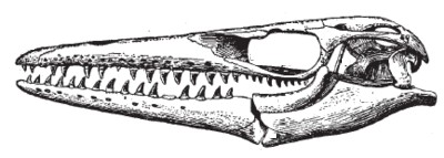 Mosasaurs Clidastes